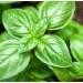Basil