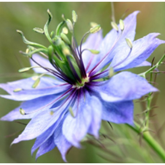 black cumin