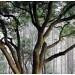 Camphor, White