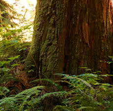 Cedarwood, Atlas
