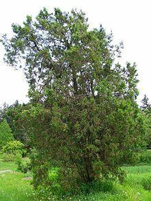 Cedarwood, Thuja
