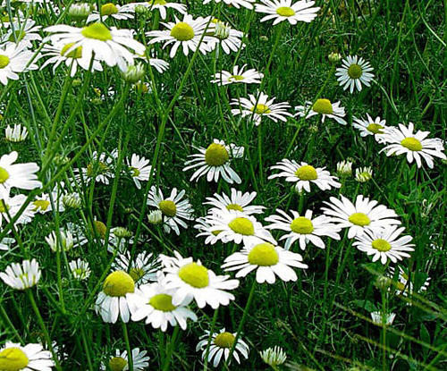 Chamomile German 6 percent Dilution
