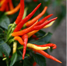 Chili