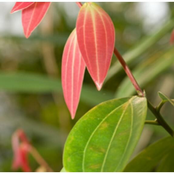 Cinnamon Leaf