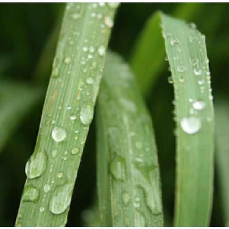 blended citronella essential oil 