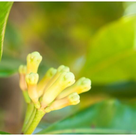 Clove Leaf
