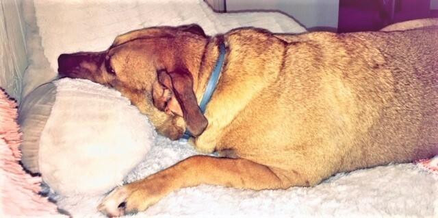 Comfort The Doggie
