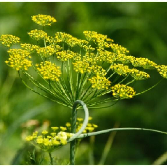 Dill