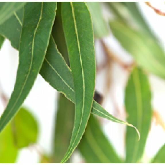 Eucalyptus, Radiata