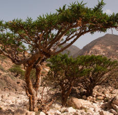 Uncover the timeless allure of Frankincense Serrata essential oil, revered for centuries for its sacred and therapeutic qualities. Our premium-grade oil, meticulously extracted from the resin of Boswellia serrata trees, offers a profound aromatic experience and a wealth of wellness benefits. From soothing the mind to rejuvenating the skin, indulge in the pure essence of Frankincense Serrata to elevate your holistic well-being
