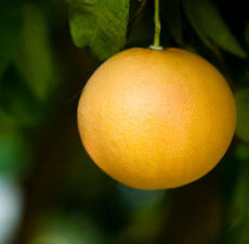 Grapefruit, Pink, Essential Oil