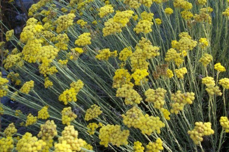 Helichrysum, Hydrosol
