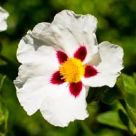 Labdanum, Absolute