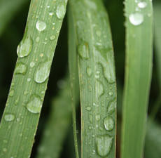 Lemongrass, Essential Oil