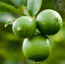 Lime, Key, Essential Oil