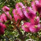 Niaouli Melaleuca Quinquenervia