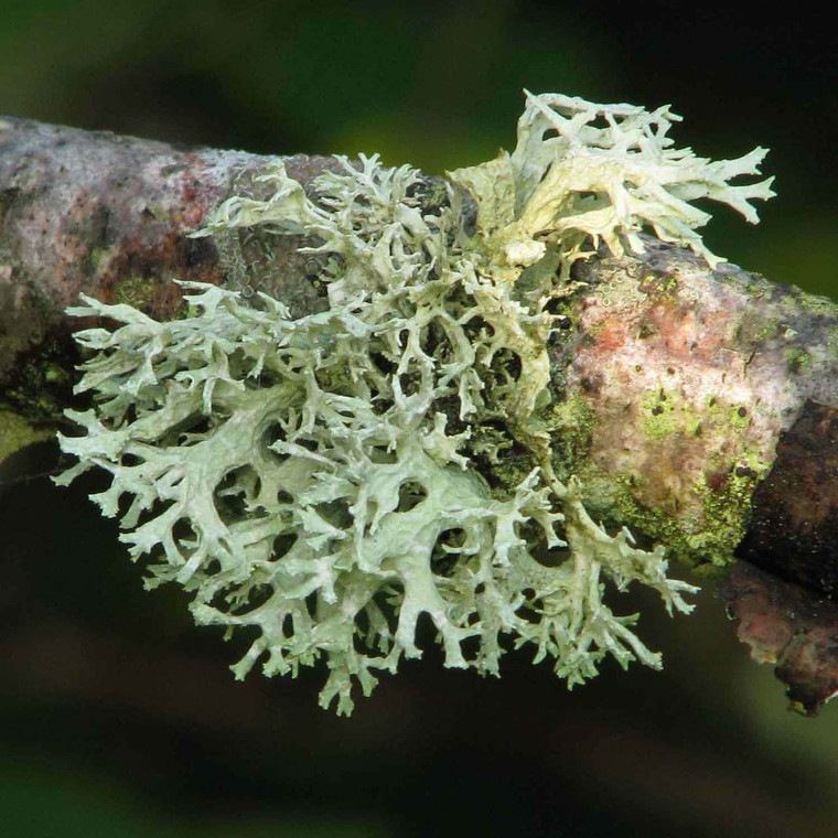Oakmoss, Absolute