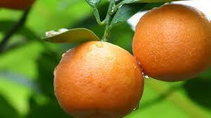 Orange, Sweet, Essential Oil