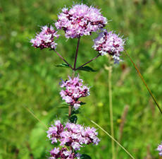 Oregano Origanum, Essential Oil