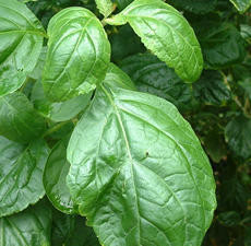 Sustainable Patchouli Blend