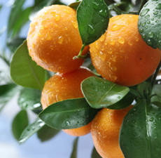 Tangerine, Essential Oil