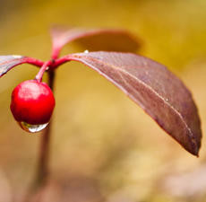 Wintergreen, Essential Oil
